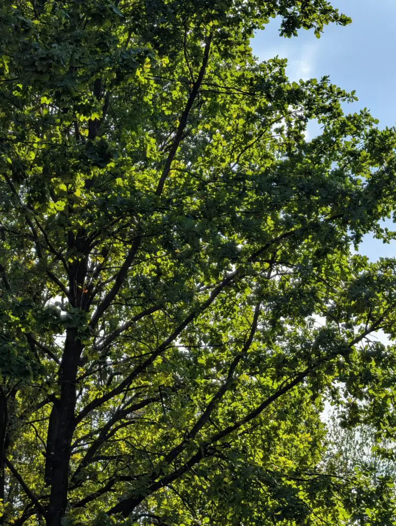 zdjęcie wykonane telefonem pixel 10 pro